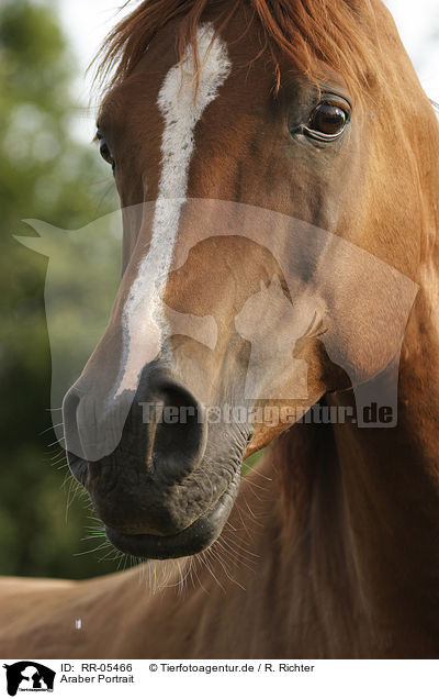 Araber Portrait / arabian horse / RR-05466