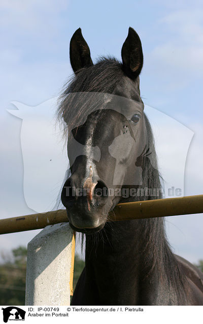 Araber im Portrait / arabian horse / IP-00749