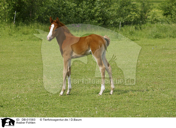 Araber Fohlen / arabian horse foal / DB-01583