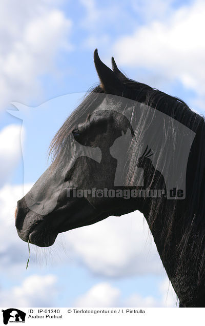 Araber Portrait / arabian horse portrait / IP-01340