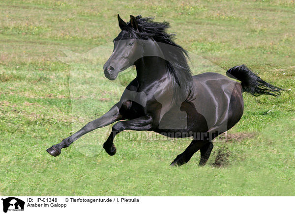 Araber im Galopp / galoping arabian horse / IP-01348
