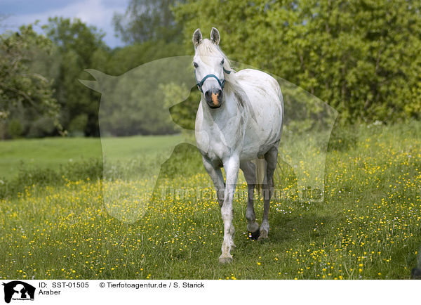 Araber / arabian horse / SST-01505