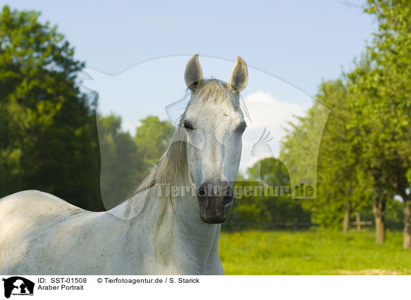 Araber Portrait / Arabian Horse Portrait / SST-01508
