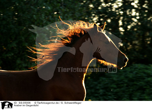 Araber im Gegenlicht / arabian horse in backlight / SS-05006