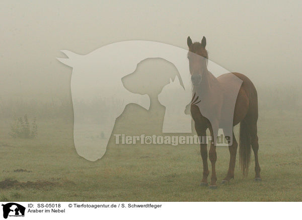 Araber im Nebel / arabian horse in a mist / SS-05018