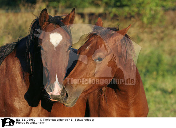 Pferde begren sich / two horses say welcome to each other / SS-05050