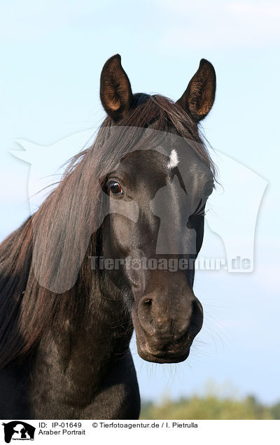 Araber Portrait / arabian horse portrait / IP-01649