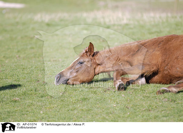 Vollblutaraber / Arabian Horse / AP-01074