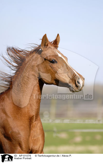 Araber Portrait / Arabian Horse Portrait / AP-01076