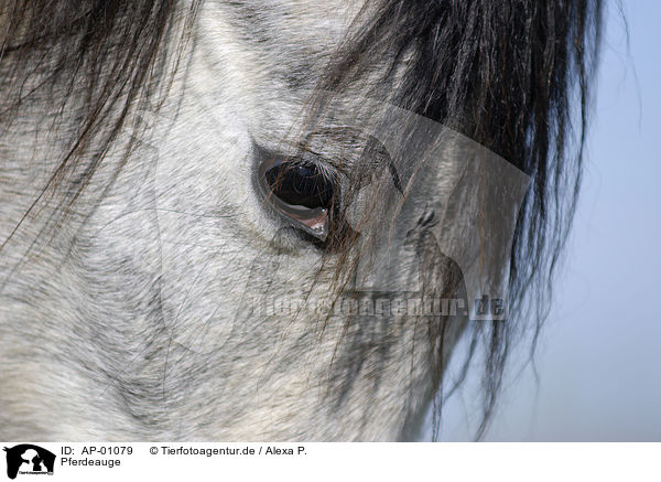 Pferdeauge / horse-eye / AP-01079