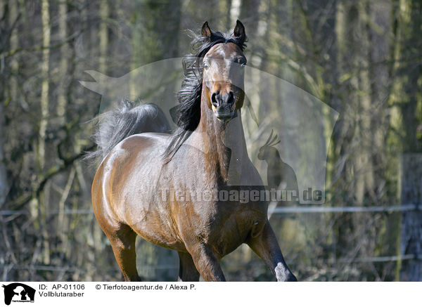 Vollblutaraber / Arabian Horse / AP-01106