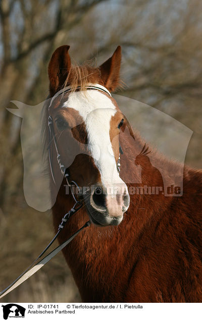 Arabisches Partbred / IP-01741