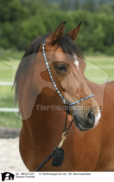 Araber Portrait / Arabian Horse Portrait / MH-01221