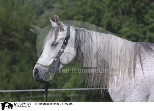 Vollblutaraber / Arabian Horse / TM-01199