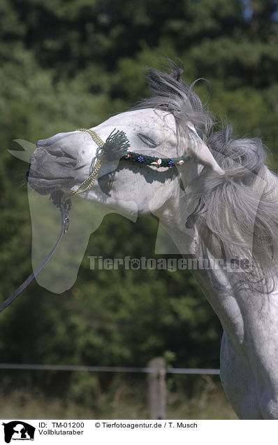 Vollblutaraber / Arabian Horse / TM-01200