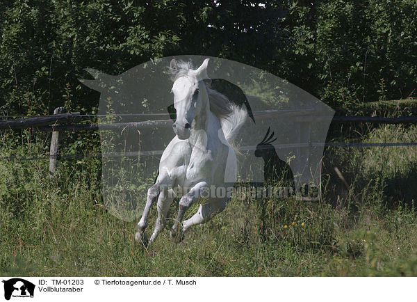 Vollblutaraber / Arabian Horse / TM-01203