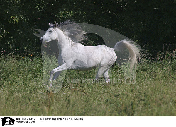 Vollblutaraber / Arabian Horse / TM-01210