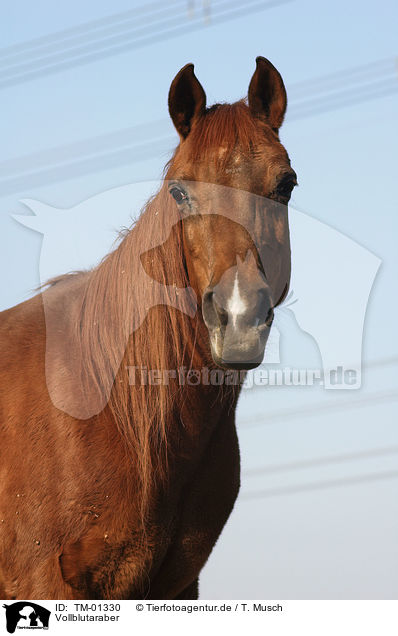 Vollblutaraber / Arabian Horse / TM-01330