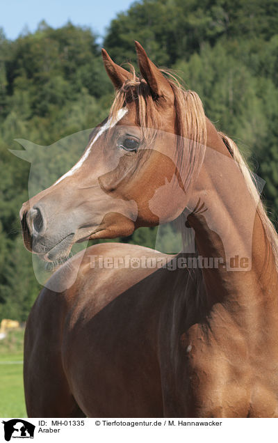 Araber / Arabian Horse / MH-01335