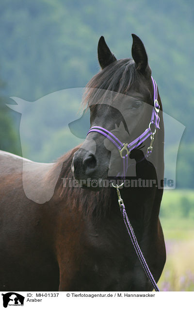 Araber / arabian horse / MH-01337