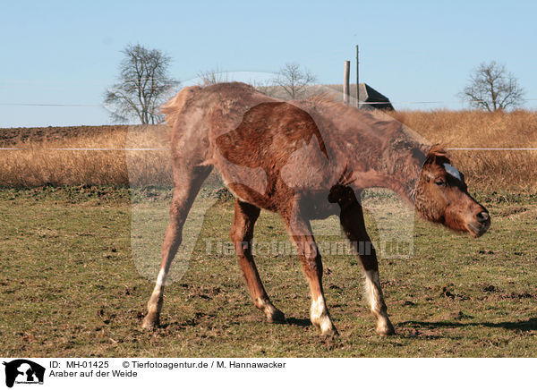 Araber auf der Weide / arabian horse on meadow / MH-01425