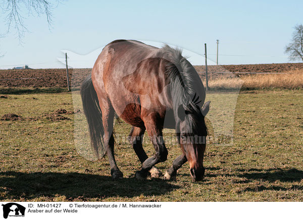 Araber auf der Weide / arabian horse on meadow / MH-01427