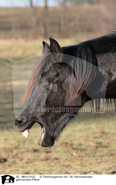 ghnendes Pferd / yawning horse / MH-01432