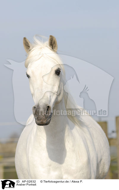Araber Portrait / arabian horse portrait / AP-02632