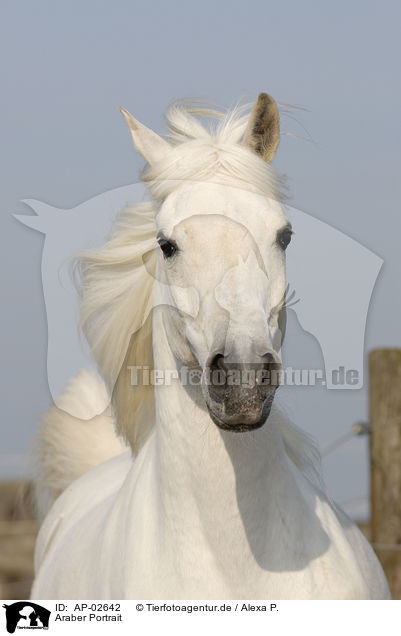 Araber Portrait / arabian horse portrait / AP-02642