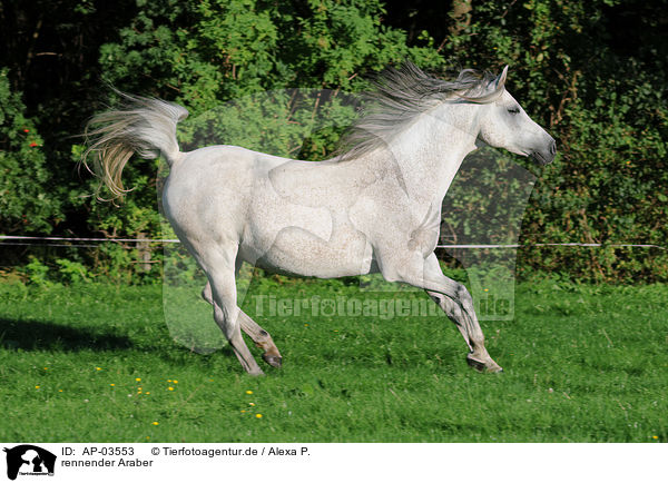 rennender Araber / running arabian horse / AP-03553