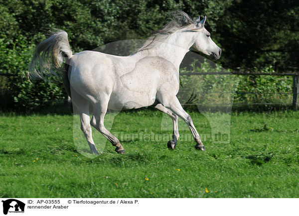 rennender Araber / running arabian horse / AP-03555