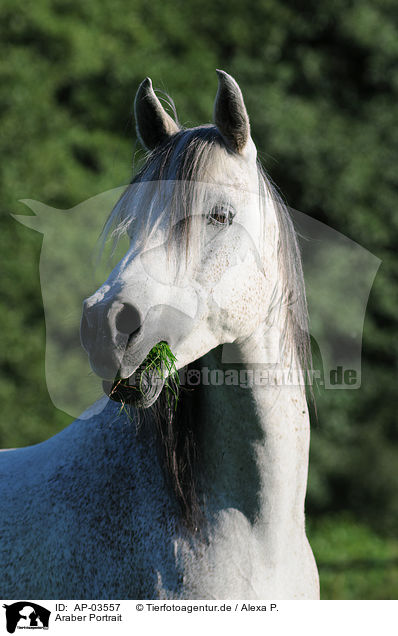 Araber Portrait / arabian horse portrait / AP-03557