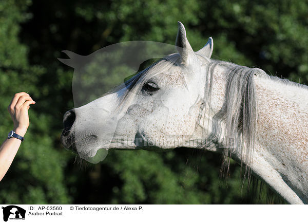 Araber Portrait / arabian horse portrait / AP-03560