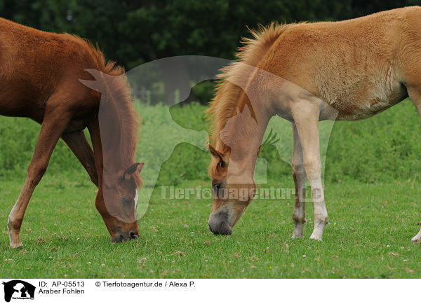 Araber Fohlen / arabian horse foals / AP-05513