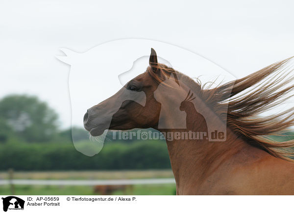 Araber Portrait / arabian horse portrait / AP-05659