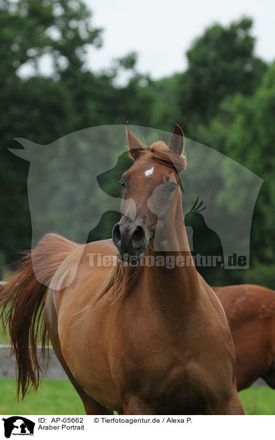 Araber Portrait / arabian horse portrait / AP-05662