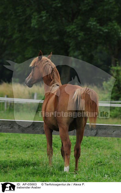 trabender Araber / trotting arabian horse / AP-05663