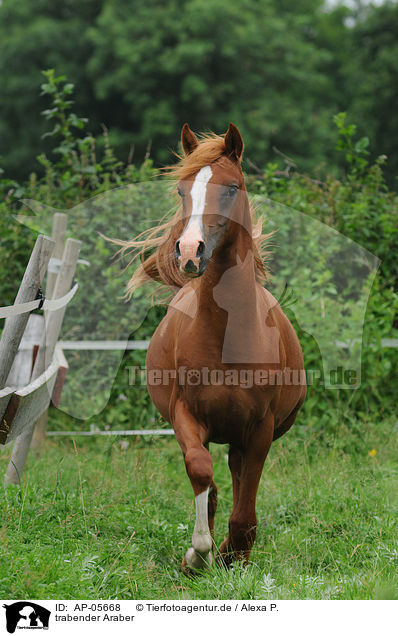 trabender Araber / trotting arabian horse / AP-05668