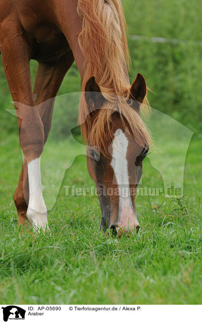 Araber / arabian horse / AP-05690