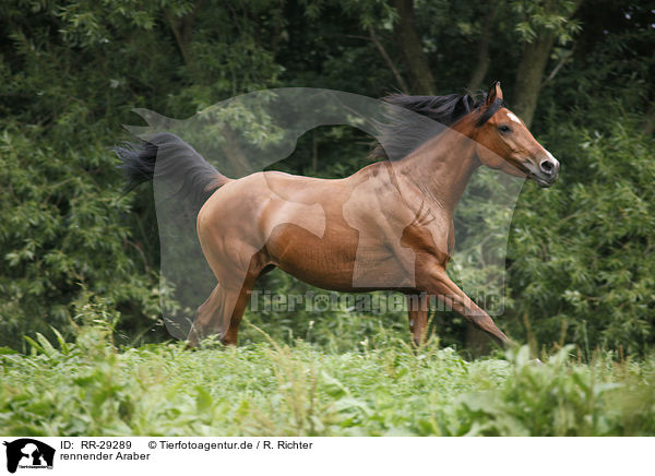 rennender Araber / running Arabian Horse / RR-29289