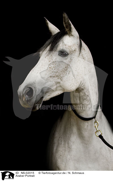 Araber Portrait / arabian horse portrait / NS-02015