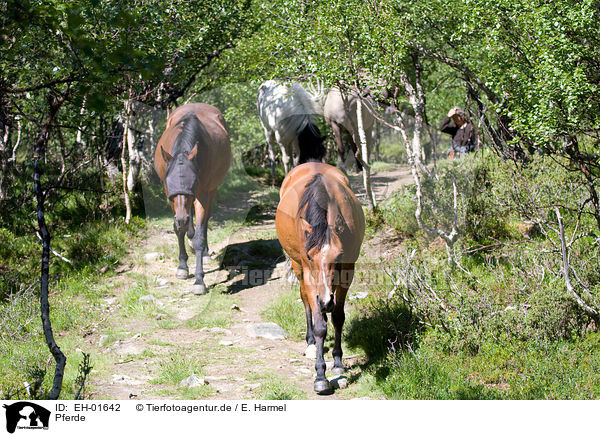 Pferde / horses / EH-01642
