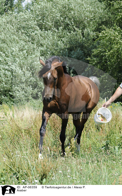 Araber / arabian horse / AP-06359