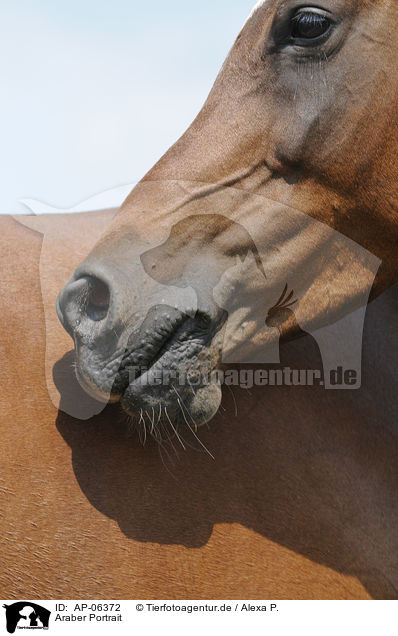 Araber Portrait / arabian horse portrait / AP-06372