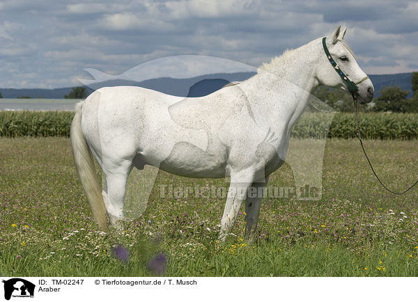 Araber / arabian horse / TM-02247