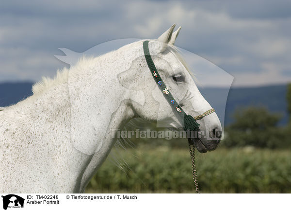 Araber Portrait / arabian horse portrait / TM-02248