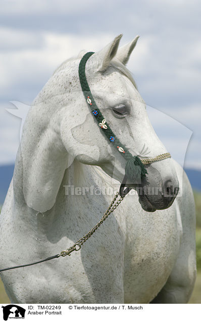 Araber Portrait / arabian horse portrait / TM-02249