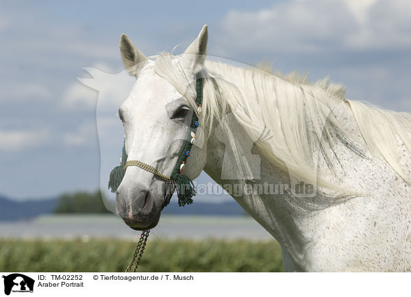 Araber Portrait / arabian horse portrait / TM-02252