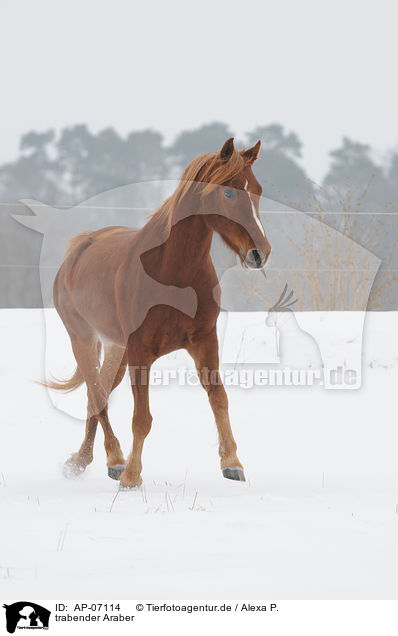 trabender Araber / trotting arabian horse / AP-07114