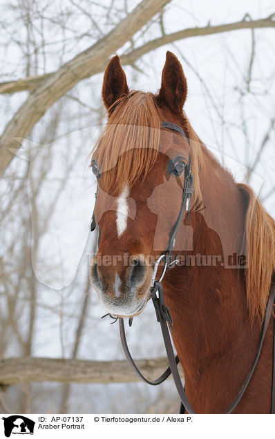 Araber Portrait / arabian horse portrait / AP-07137